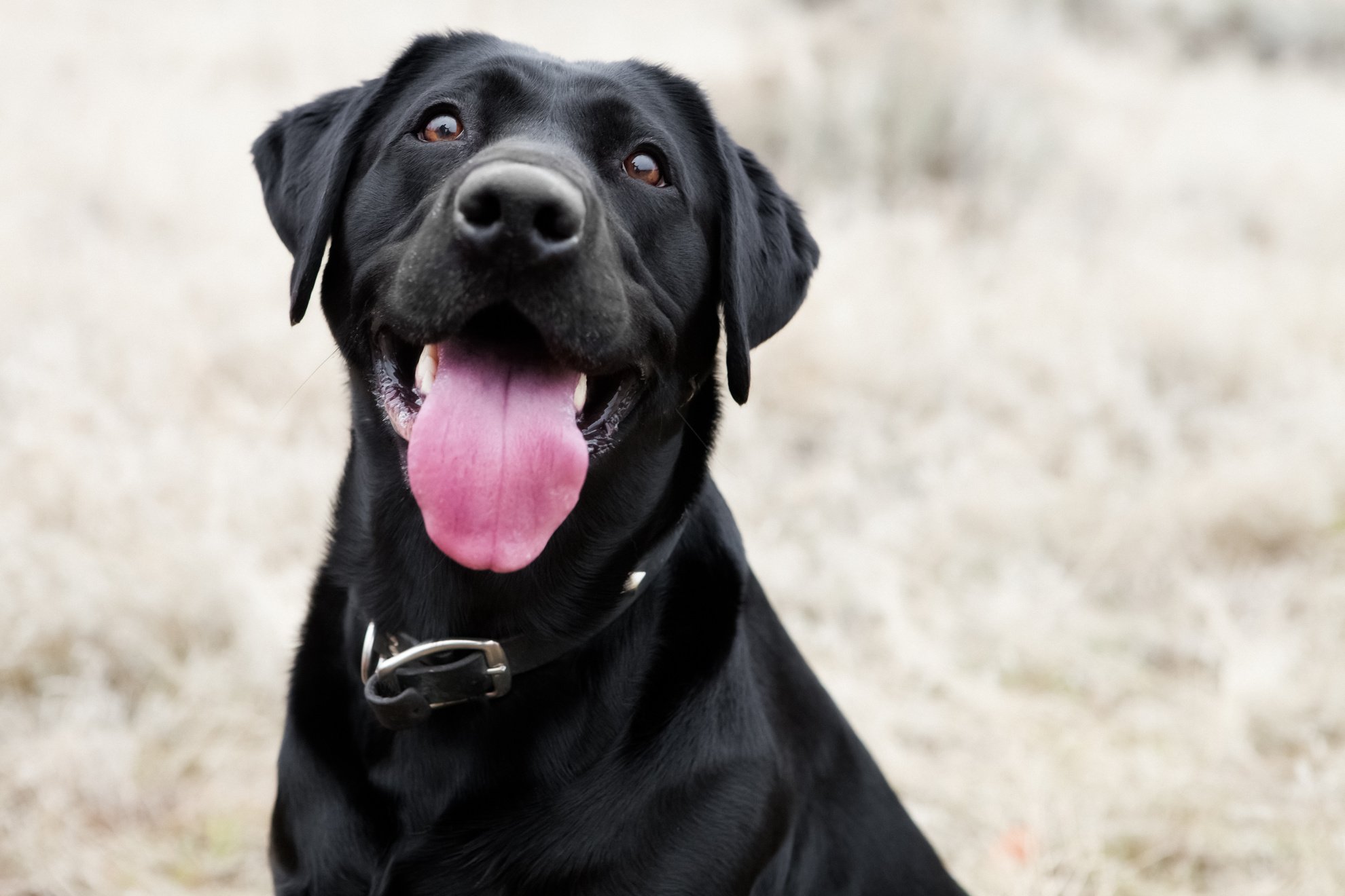 Happy Dog